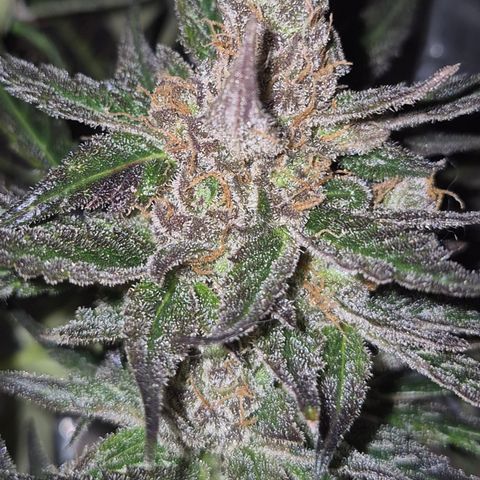 🌅Sherbi photo, blue sunset sherbert, Barneys farm  growlog timeline photo