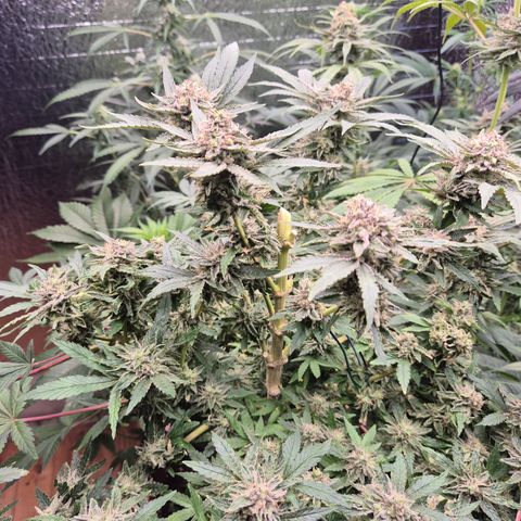 Mimosa evo Photo ♥️ Barney's Farm  growlog timeline photo