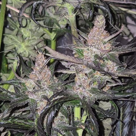 🌅Sherbi photo, blue sunset sherbert, Barneys farm  growlog timeline photo