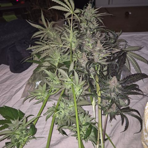 🌅Sherbi photo, blue sunset sherbert, Barneys farm  growlog timeline photo