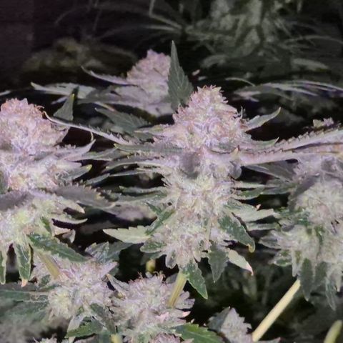 Mimosa evo Photo ♥️ Barney's Farm  growlog timeline photo