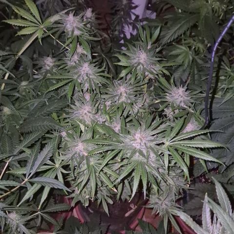 🍍Anna  #1 amnesia lemon  growlog timeline photo