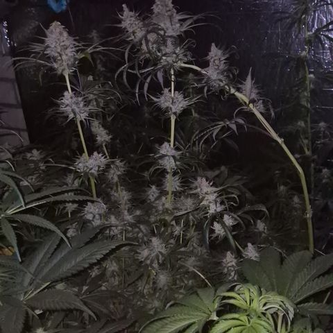 🍍Anna  #1 amnesia lemon  growlog timeline photo