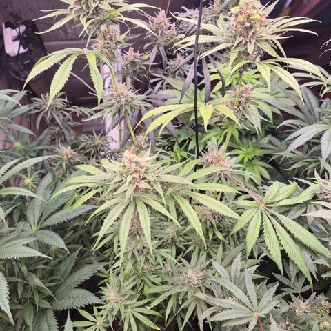 🍍Anna  #1 amnesia lemon  growlog timeline photo