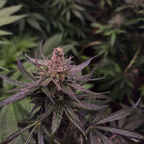 🌅Sherbi photo, blue sunset sherbert, Barneys farm  growlog timeline photo