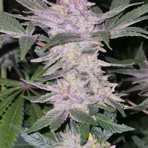 Mimosa evo Photo ♥️ Barney's Farm  growlog timeline photo