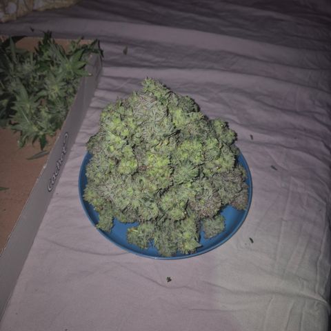 Mimosa evo Photo ♥️ Barney's Farm  growlog photo: Und immer noch was übrig 🫣
Ich hab erst 30g, dann 110g und dann 222g geerntet. Und es ist immer noch nicht alles fertig zum trocken,  der Rest trocknet jetzt am stamm erstmal😅🤩😇🤘🪴💚