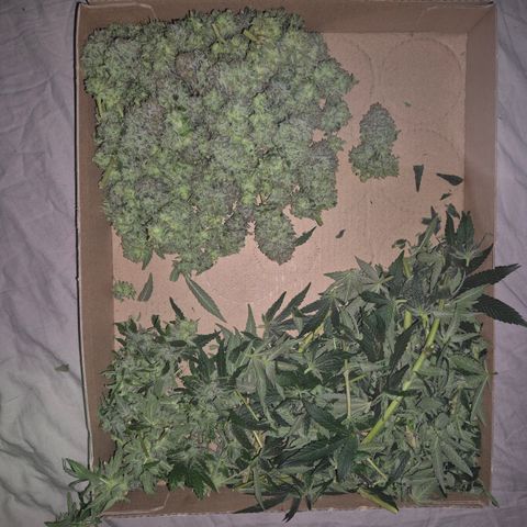 Mimosa evo Photo ♥️ Barney's Farm  growlog photo: Und immer noch was übrig 🫣
Ich hab erst 30g, dann 110g und dann 222g geerntet. Und es ist immer noch nicht alles fertig zum trocken,  der Rest trocknet jetzt am stamm erstmal😅🤩😇🤘🪴💚