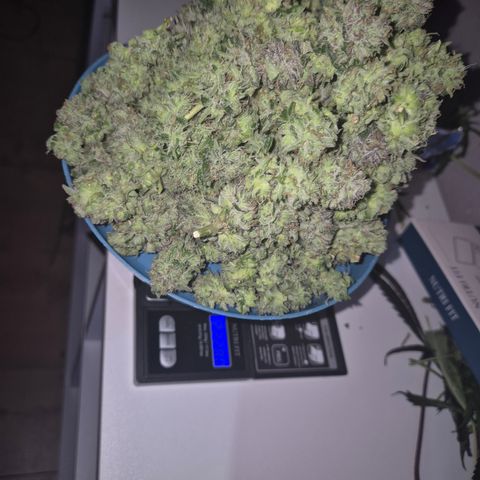 Mimosa evo Photo ♥️ Barney's Farm  growlog photo: Und immer noch was übrig 🫣
Ich hab erst 30g, dann 110g und dann 222g geerntet. Und es ist immer noch nicht alles fertig zum trocken,  der Rest trocknet jetzt am stamm erstmal😅🤩😇🤘🪴💚