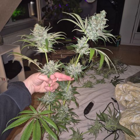 🍍Anna  #1 amnesia lemon  growlog timeline photo