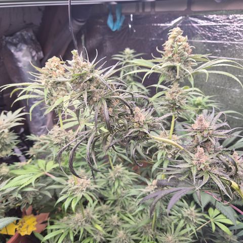 🌅Sherbi photo, blue sunset sherbert, Barneys farm  growlog timeline photo