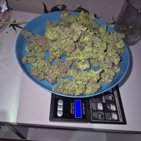🌅Sherbi photo, blue sunset sherbert, Barneys farm  growlog timeline photo