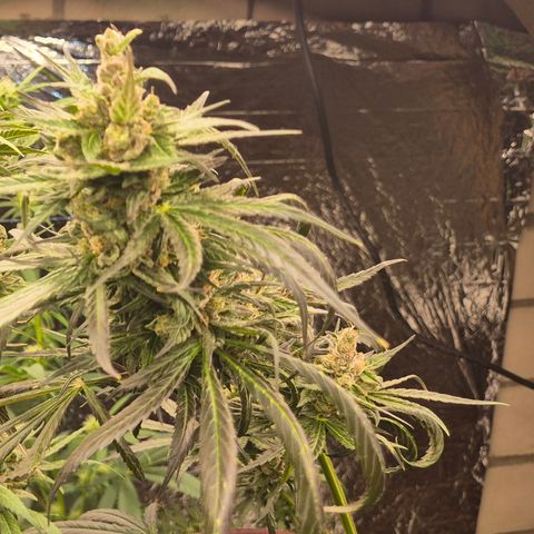 🌅Sherbi photo, blue sunset sherbert, Barneys farm  growlog timeline photo