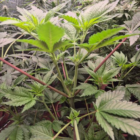 Moby Dick 1 growlog timeline photo
