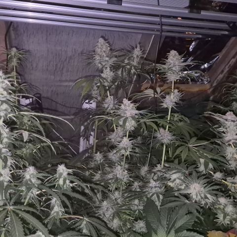 🍍Anna  #1 amnesia lemon  growlog timeline photo