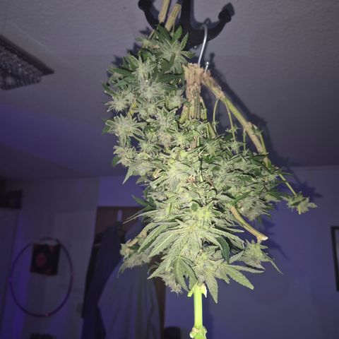 Mimosa evo Photo ♥️ Barney's Farm  growlog photo: Und immer noch was übrig 🫣
Ich hab erst 30g, dann 110g und dann 222g geerntet. Und es ist immer noch nicht alles fertig zum trocken,  der Rest trocknet jetzt am stamm erstmal😅🤩😇🤘🪴💚