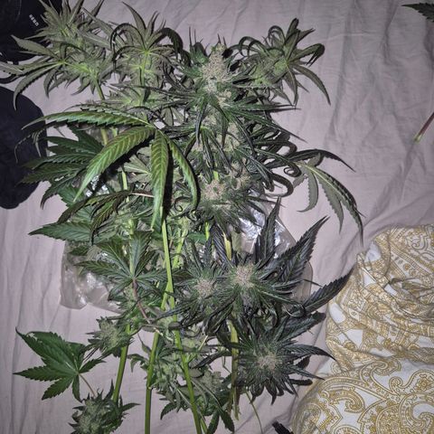 🌅Sherbi photo, blue sunset sherbert, Barneys farm  growlog timeline photo