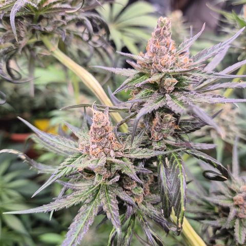 🌅Sherbi photo, blue sunset sherbert, Barneys farm  growlog timeline photo