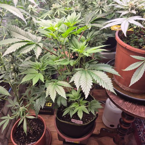 Moby Dick 1 growlog timeline photo