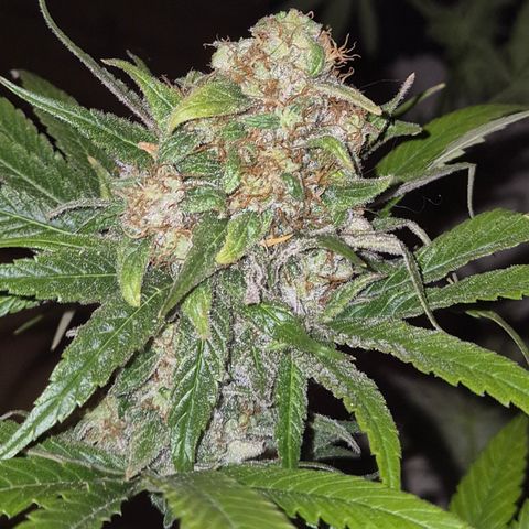 🍍Anna  #1 amnesia lemon  growlog timeline photo