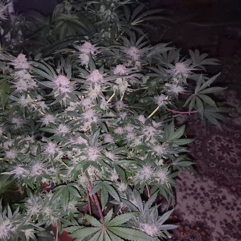 Mimosa evo Photo ♥️ Barney's Farm  growlog timeline photo