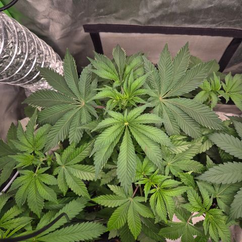 Moby 🍆  growlog timeline photo
