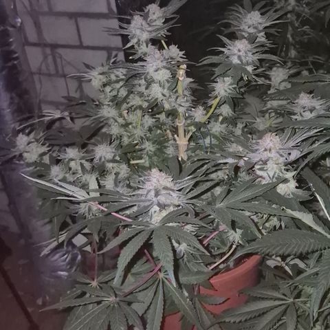 Mimosa evo Photo ♥️ Barney's Farm  growlog timeline photo