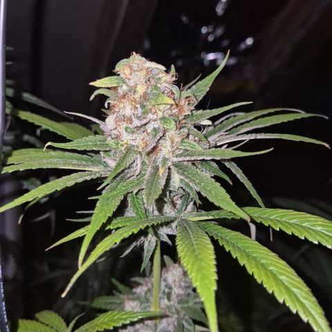 🍍Anna  #1 amnesia lemon  growlog timeline photo