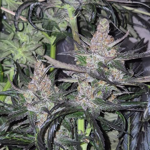 🌅Sherbi photo, blue sunset sherbert, Barneys farm  growlog timeline photo