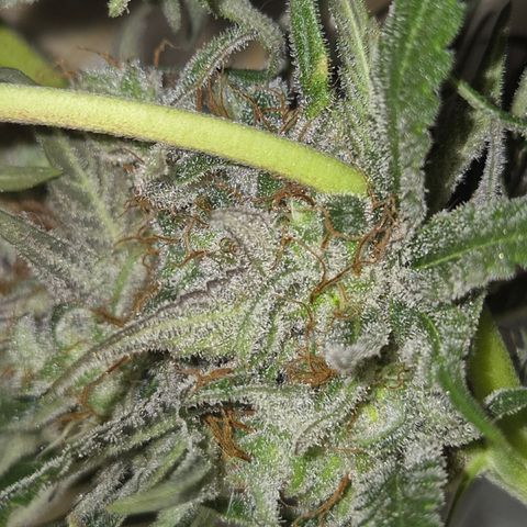 🍍Anna  #1 amnesia lemon  growlog timeline photo