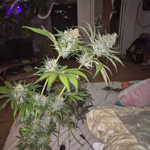 🍍Anna  #1 amnesia lemon  growlog timeline photo