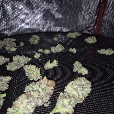 🍍Anna  #1 amnesia lemon  growlog timeline photo
