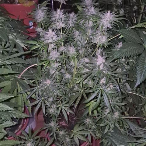 🍍Anna  #1 amnesia lemon  growlog timeline photo