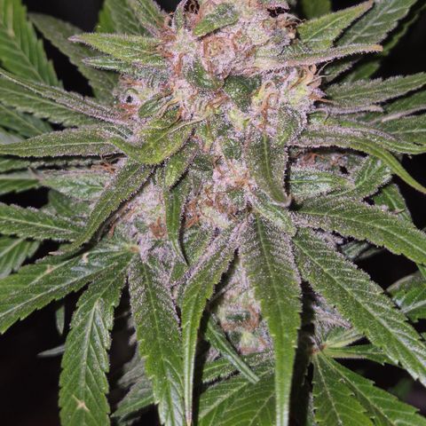 🍍Anna  #1 amnesia lemon  growlog timeline photo
