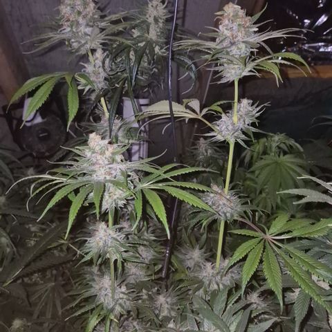 🍍Anna  #1 amnesia lemon  growlog timeline photo