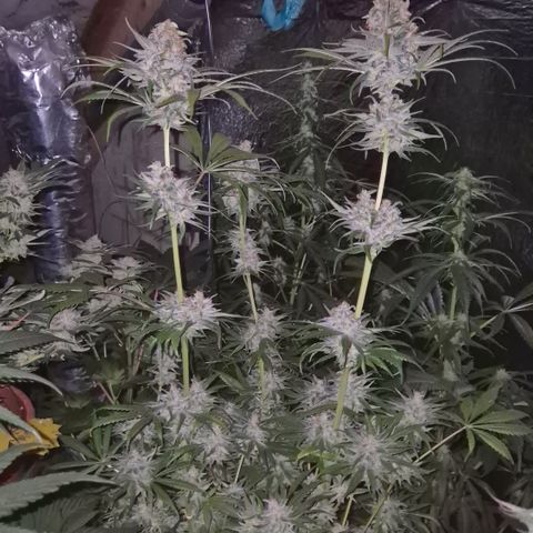 🍍Anna  #1 amnesia lemon  growlog timeline photo