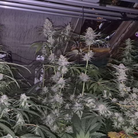 🍍Anna  #1 amnesia lemon  growlog timeline photo