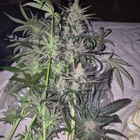 🌅Sherbi photo, blue sunset sherbert, Barneys farm  growlog timeline photo