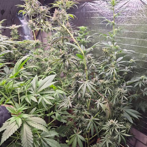 🌅Sherbi photo, blue sunset sherbert, Barneys farm  growlog timeline photo