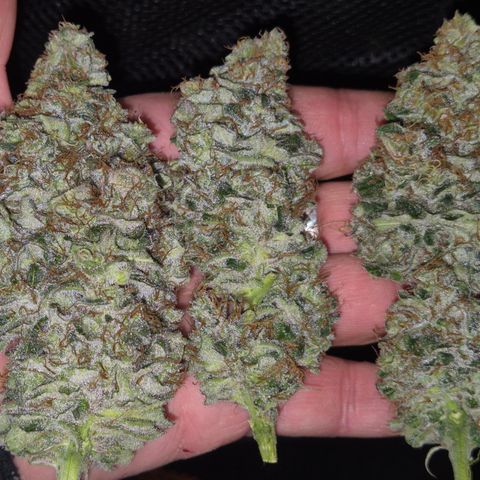 🍍Anna  #1 amnesia lemon  growlog timeline photo