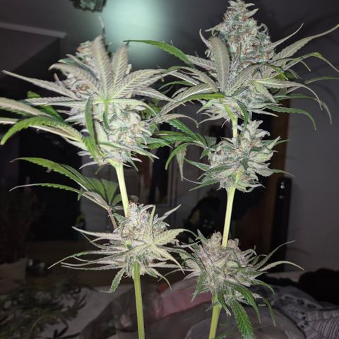 🍍Anna  #1 amnesia lemon  growlog timeline photo