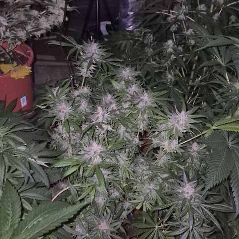 🍍Anna  #1 amnesia lemon  growlog timeline photo