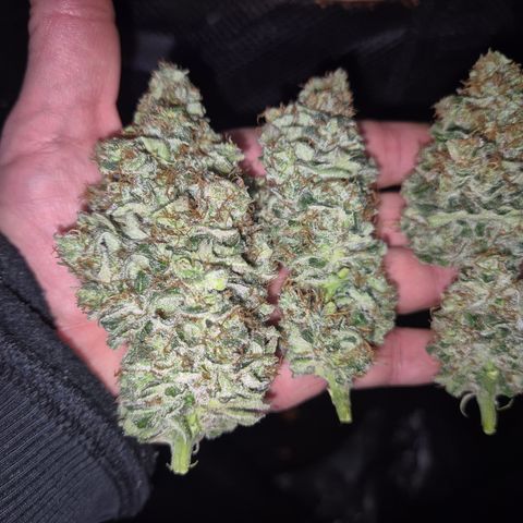 🍍Anna  #1 amnesia lemon  growlog timeline photo
