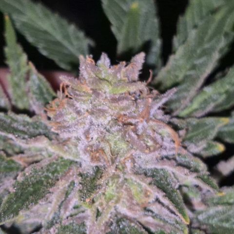 Mimosa evo Photo ♥️ Barney's Farm  growlog timeline photo