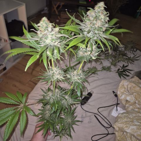 🍍Anna  #1 amnesia lemon  growlog timeline photo