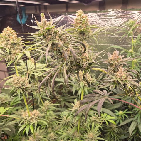 🌅Sherbi photo, blue sunset sherbert, Barneys farm  growlog timeline photo