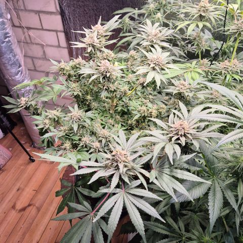 Mimosa evo Photo ♥️ Barney's Farm  growlog timeline photo