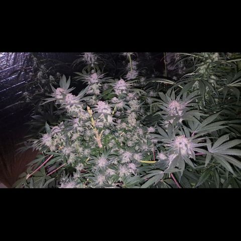 Mimosa evo Photo ♥️ Barney's Farm  growlog timeline photo