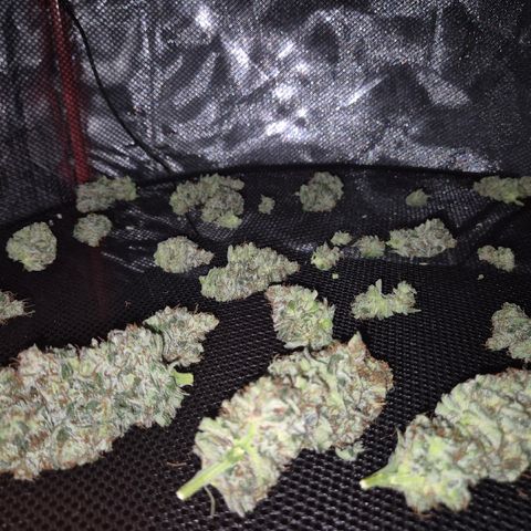 🍍Anna  #1 amnesia lemon  growlog timeline photo