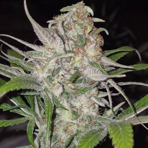 🍍Anna  #1 amnesia lemon  growlog timeline photo